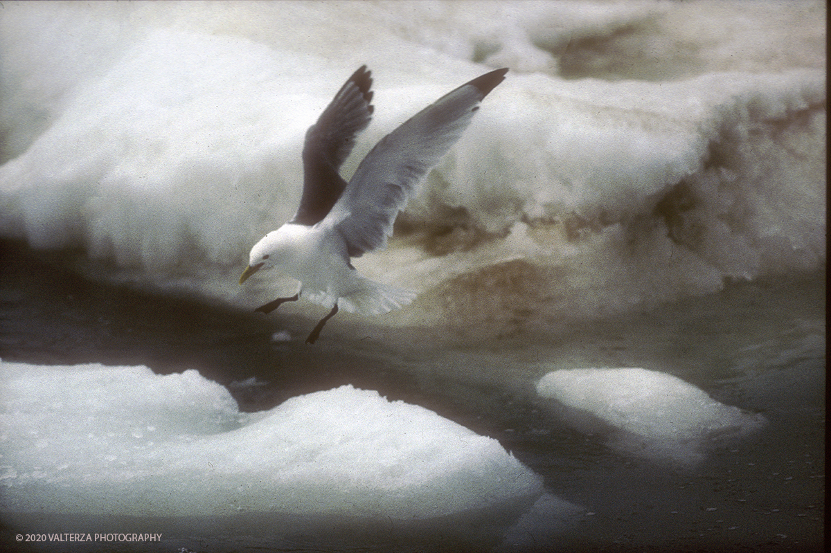 124 SIBERIA.jpg - Luglio/Agosto 1992. Siberia, terra dei Chukchi. Nell'oceano artico  125 Km a nord-est della penisola dei Chukchi (Siberia) c'Ã¨ l'isola di Wrangel, essa ospita piÃ¹ del doppio di specie vegetali (417) di qualsiasi territorio artico a paritÃ  di superficie nonchÃ¨ 30 specie diverse di uccelli oltre ad orsi polari, foche e trichechi ; per questo motivo   Ã¨ stata proclamata patrimonio dell'umanitÃ  dall'UNESCO. Nella foto isola di Wrangel gabbiano tridattilo a caccia di pesci nelle acque dell'isola.